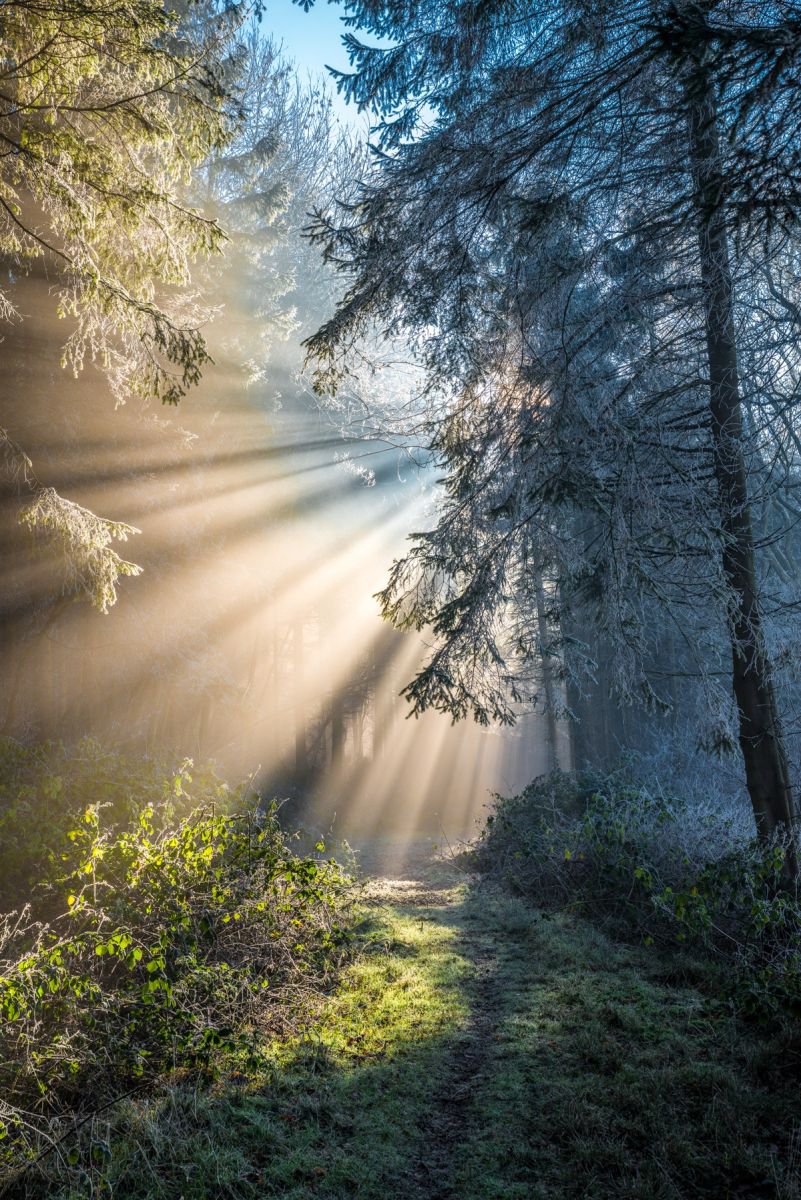 Misty Woodland by Mark Zytynski