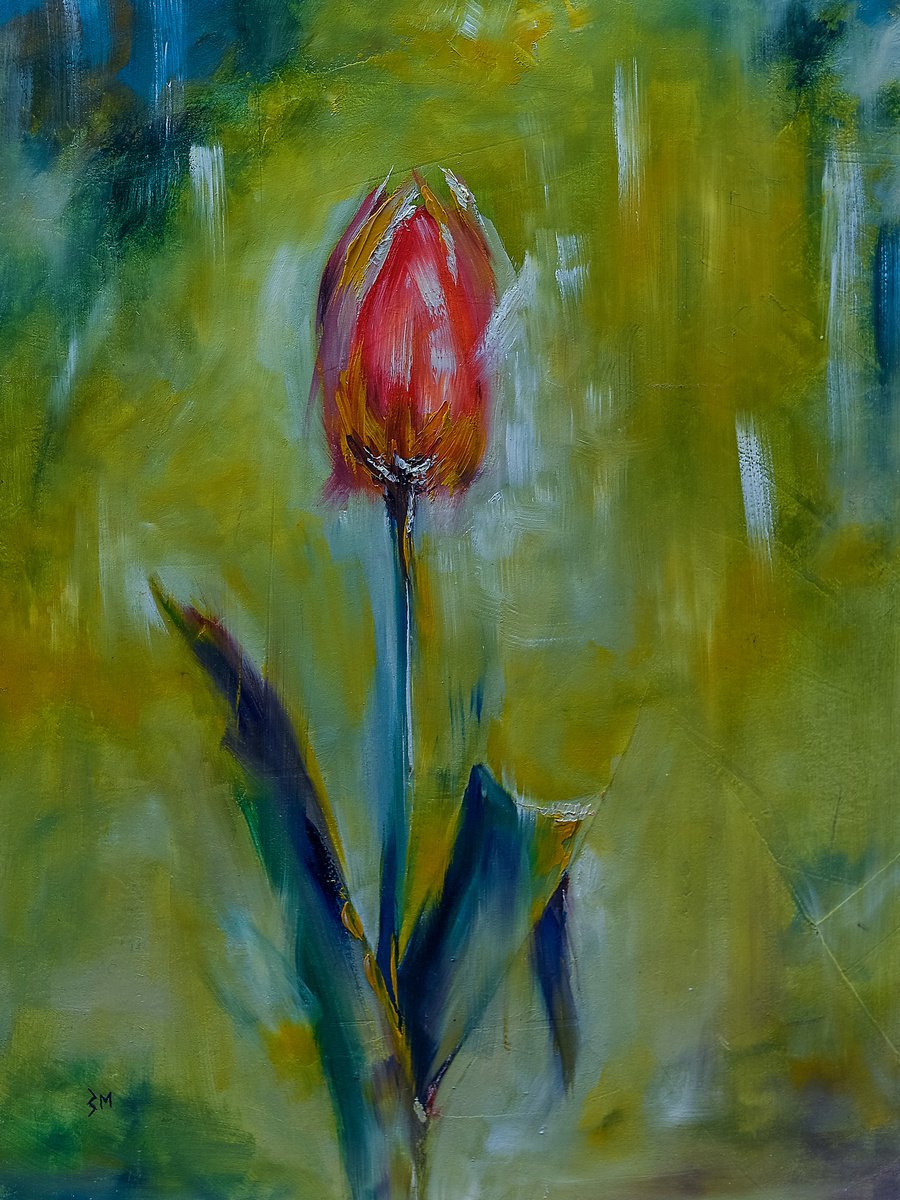 Tulip flower. Flower in garden. Flower for gift by Marinko Saric