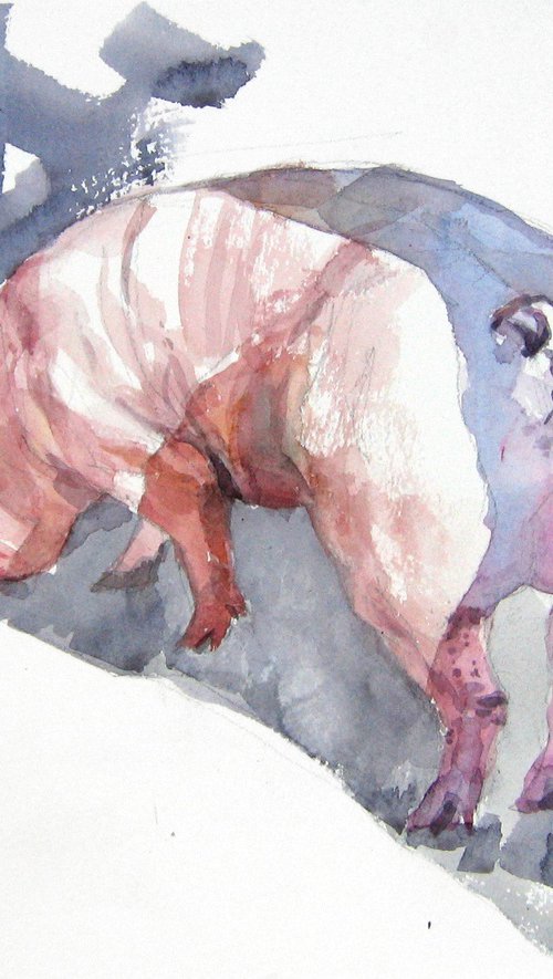 Piggy 2 by Goran Žigolić Watercolors