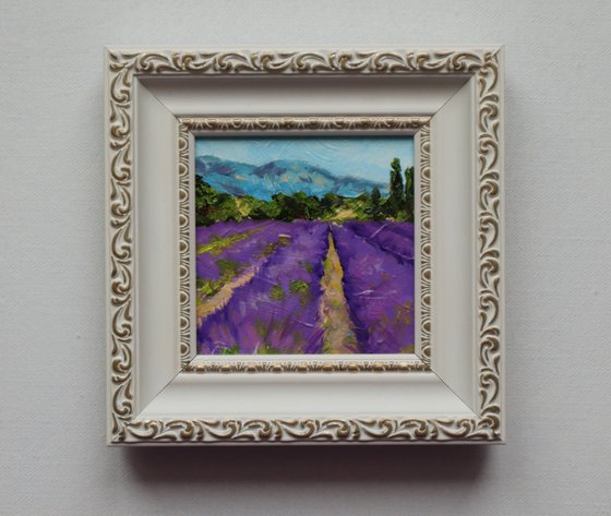 Lavender Fields