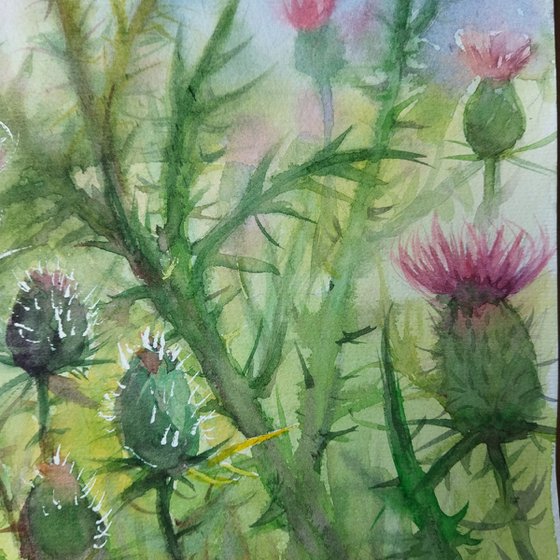 Scottish Thistle bush