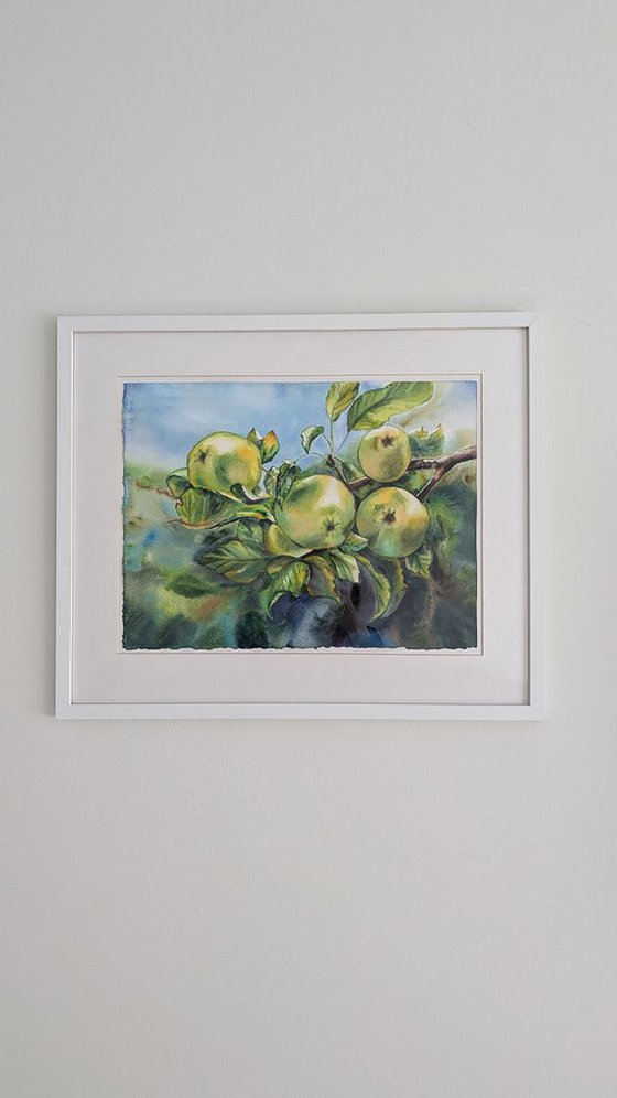 Green apples on the branch