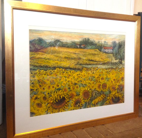 Sunflower fields in France