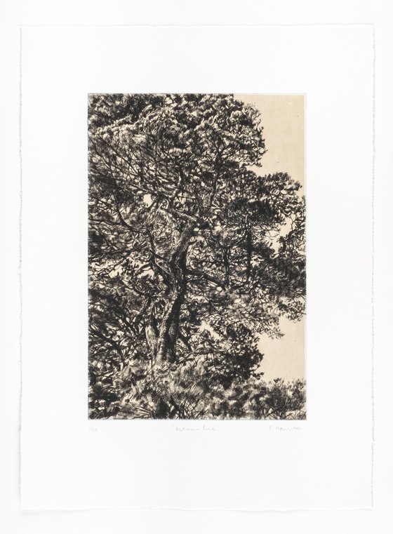 Autumn Pine