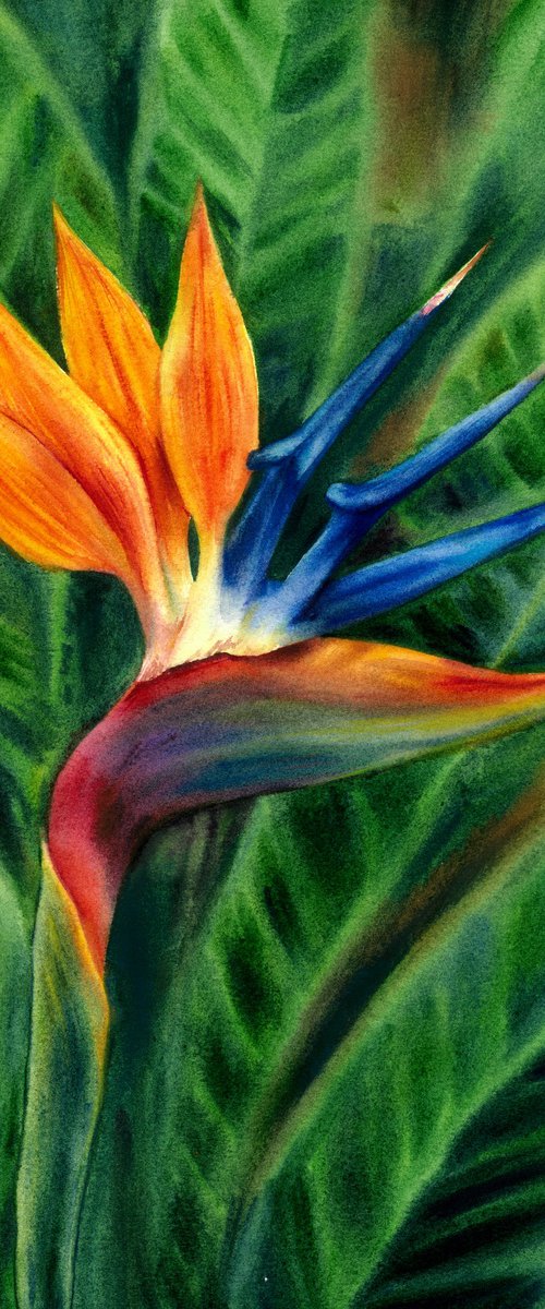 Bird of Paradise by Maryna Boiko