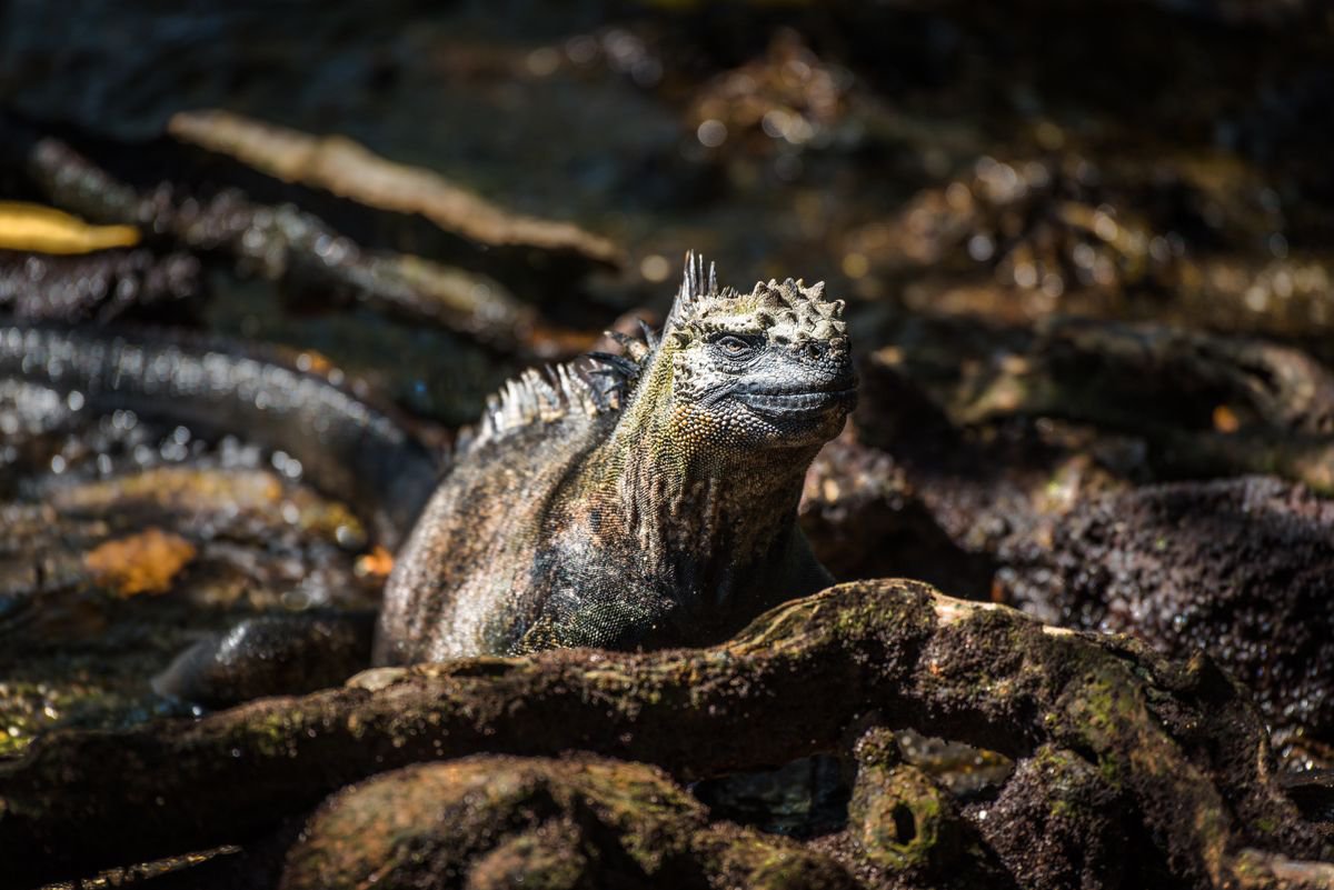 Photorealistic Animal Photograph By Nick Dale, 33 X 26", Jurassic Bark, Original Artwork
