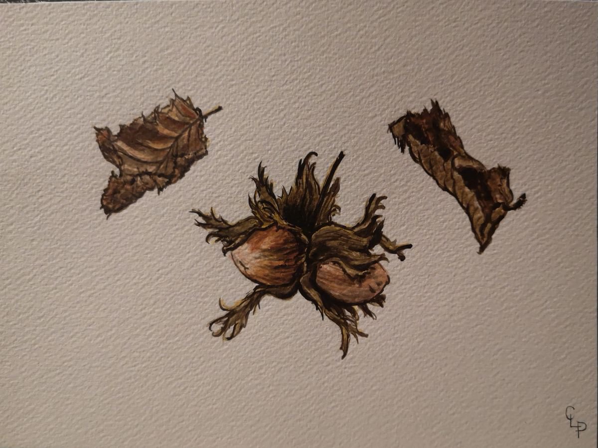 Hazelnuts by C�cile Pardigon