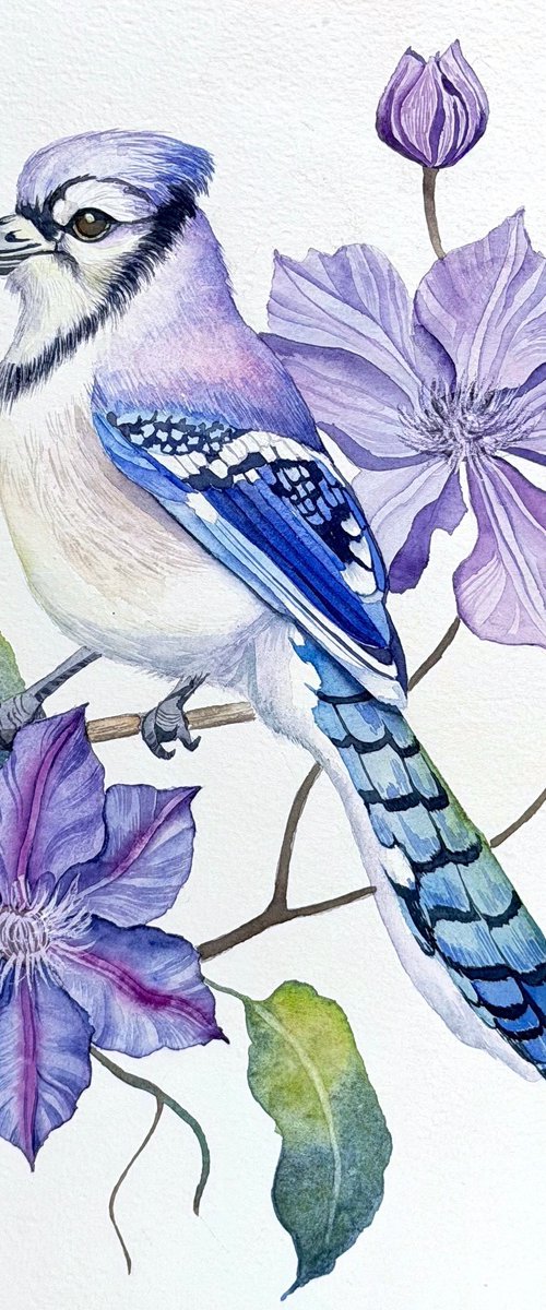 Blue Jay with Clematis by Yuliia Malkina Bohuslavska