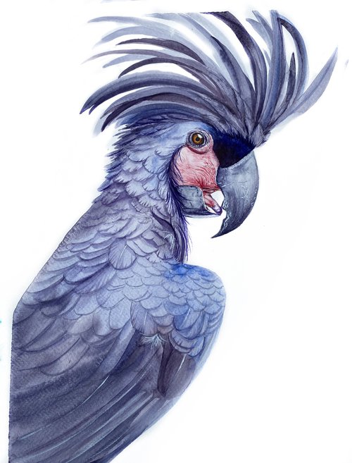 Black palm cockatoo, A Playful Glimpse of Nature in Watercolour 2 by Tetiana Savchenko