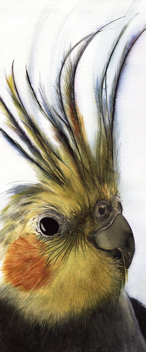 BIRD CCXXVI - Cockatiel by REME Jr.