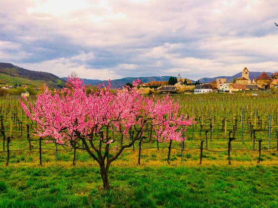 PINK TREE FROM THE BICYCLE ROAD