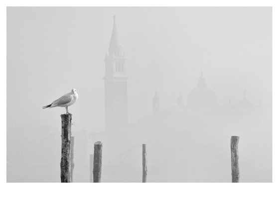 Gabbiano nella nebbia