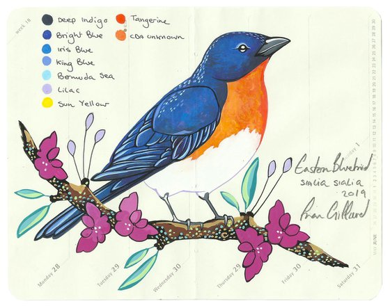 Birds of North America: Bluebird