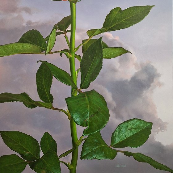 Rose II