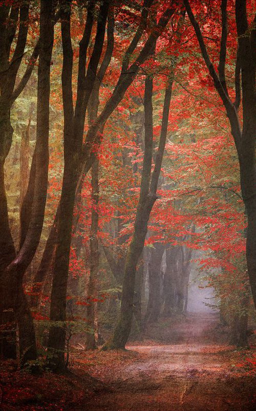 Forest realm of your heart by Janek Sedlar