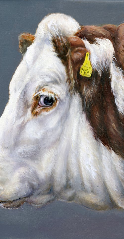 Hereford cow/ heifer cow portrait by Una Hurst