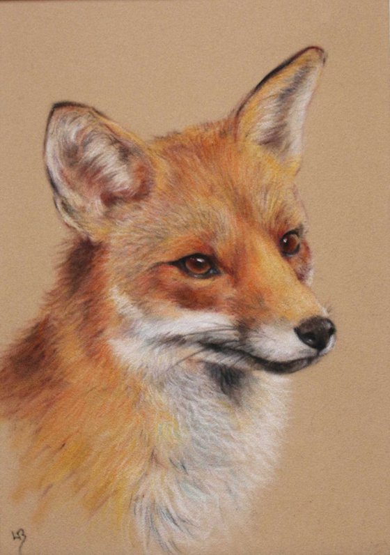 Red Fox Portrait