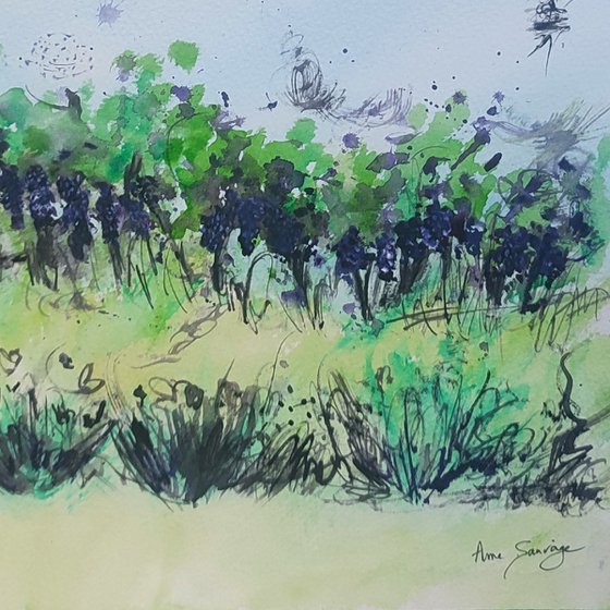 Les vignes - Watercolour