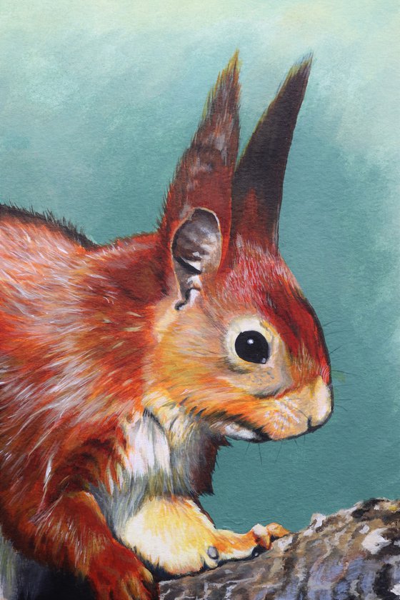 Red Squirrel