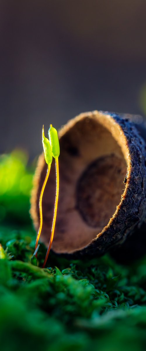 Mossy Love Story by Inna Etuvgi