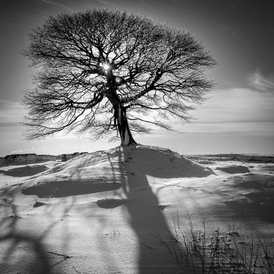 The Peak Tree-Peak District