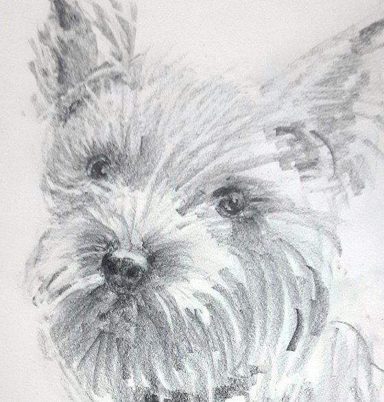 Biewer Terrier and Terrier