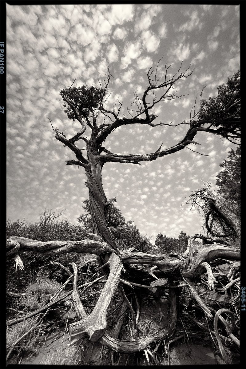 Photorealistic Landscape Photograph By Mattia Paoli, 51 X 77", Ancient Tree No.1, Original Artwork