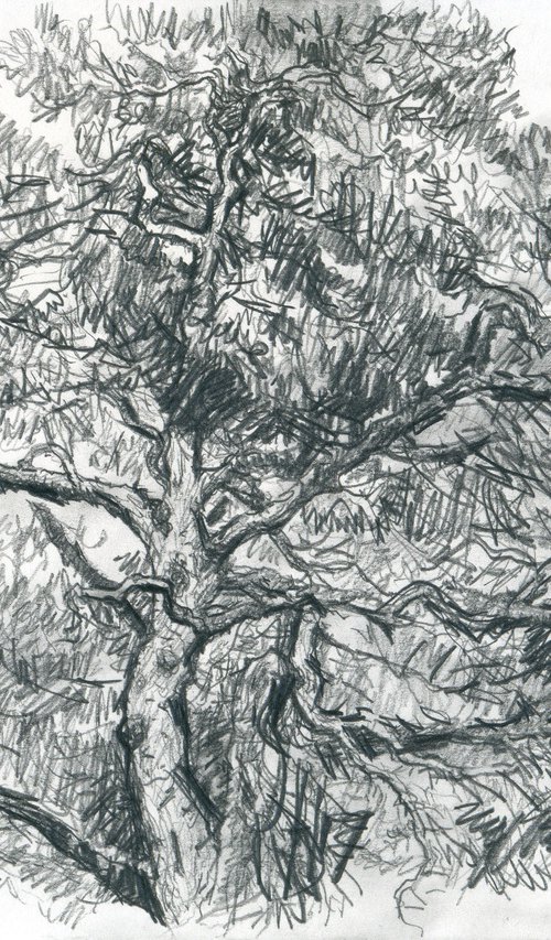 An Old Pinetree by Dima Braga