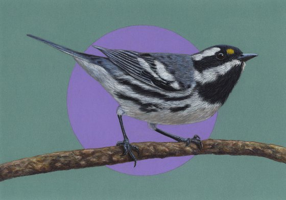 Original pastel drawing bird "Black-throated gray warbler"