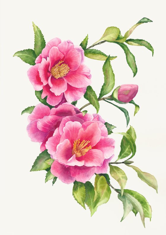 Camellia Branch
