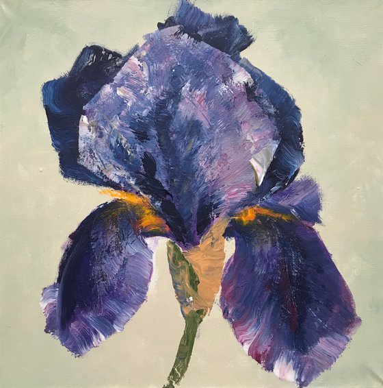 DARK BLUE IRIS