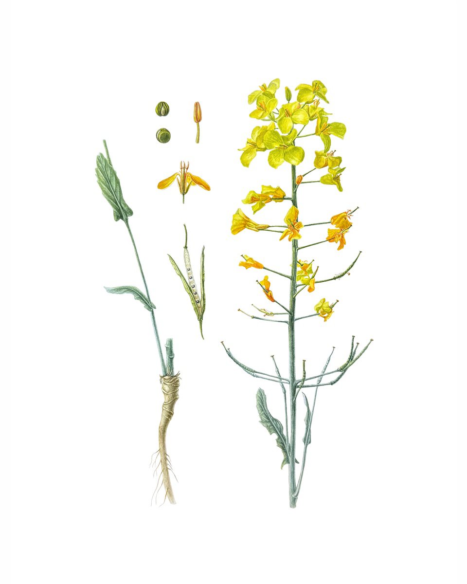 Photorealistic Watercolour , Rapeseed, Yellow Wild Flowers By Yuliia Prokopchuk, 16 X 20, Artwork For Sale On Artfinder