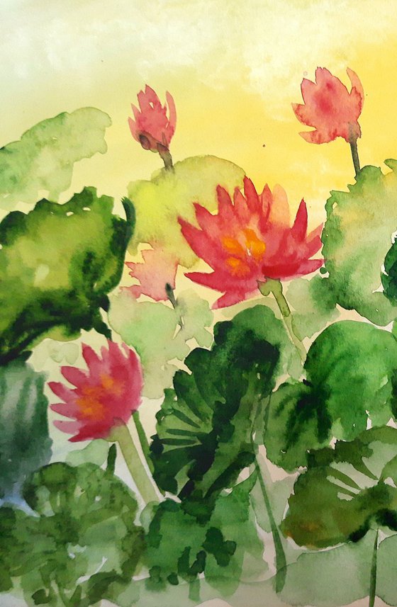 Sunset Waterlilies - 1