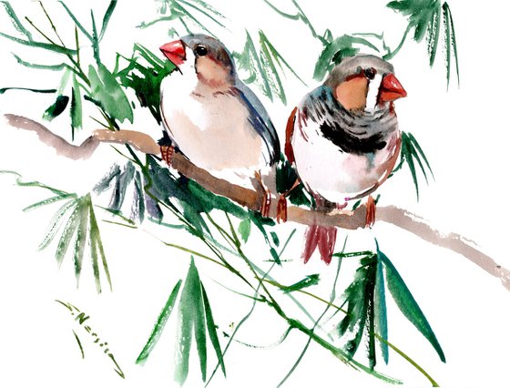 Zebra Finch