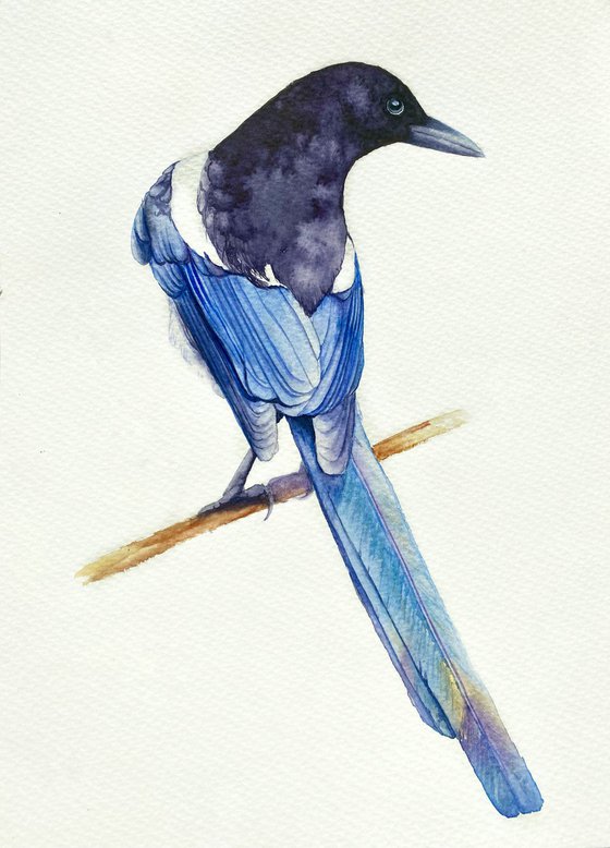 Watercolour bird magpie sitting on a branch in the rays of the sun 2