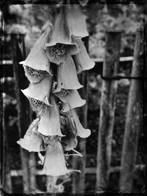 Foxgloves 28th May 2024