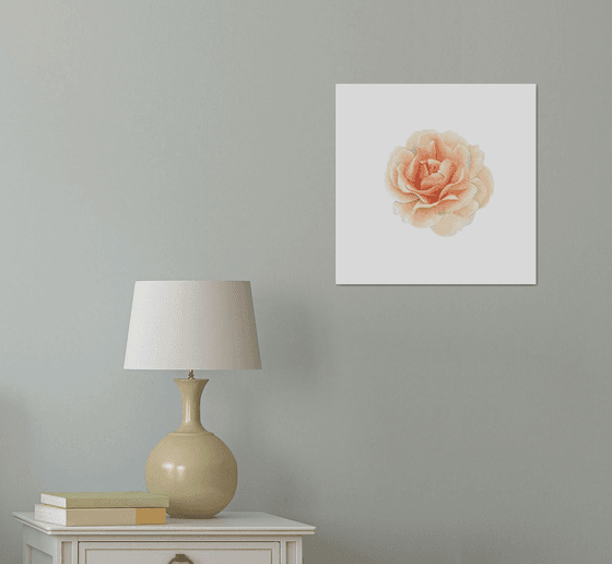 Peach rose