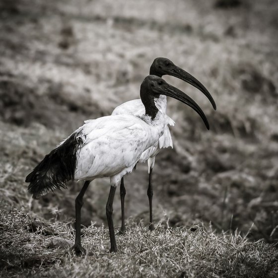 THOTH THE AFRICAN SACRED IBIS - NR 1/20
