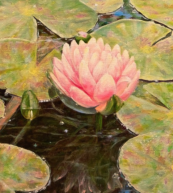 Water Lily Pond