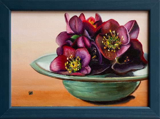 Helleborus