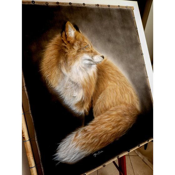 Red fox