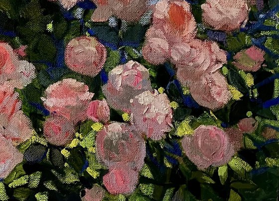 Roses in Bloom