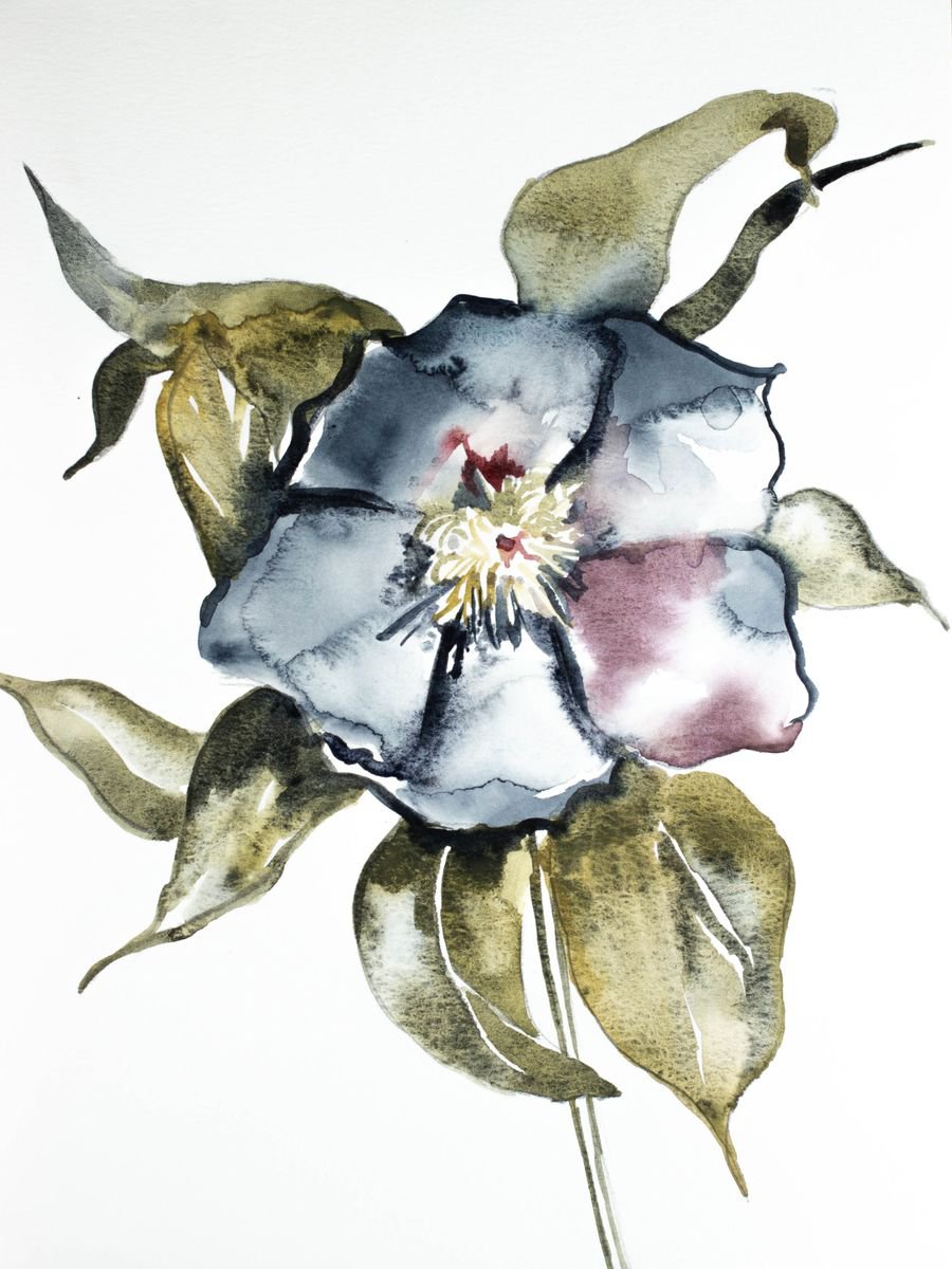 Hellebore No. 6 by Elizabeth Becker