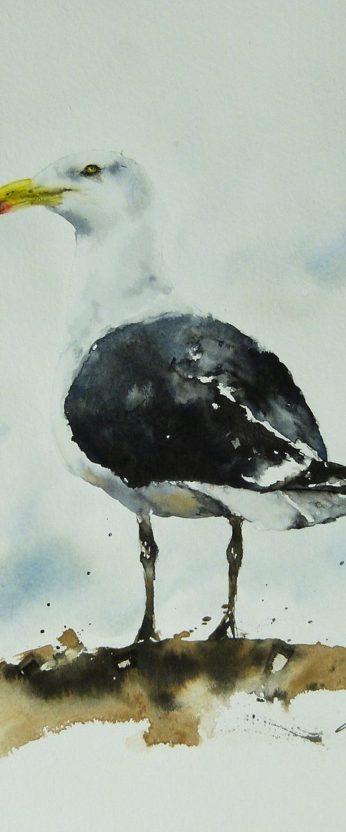 Great Black Backed Gull. by Graham Kemp