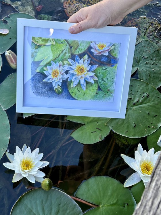 Waterlilies