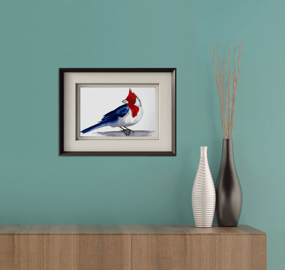 Red-cowled cardinal Paroaria