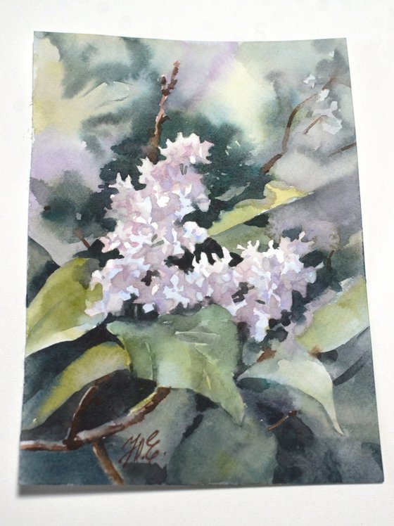 White lilac flowers