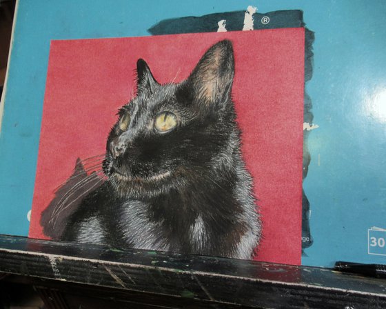 Morning Cat
