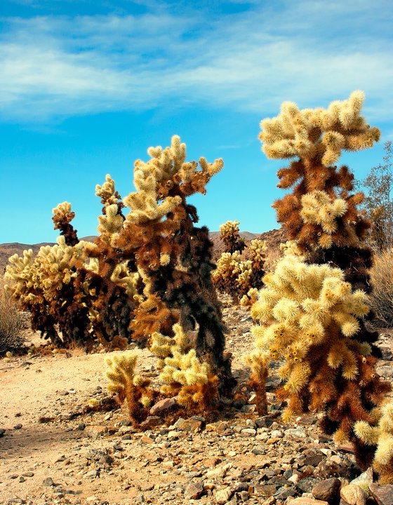 CHOLLA DAY Joshua Tree CA