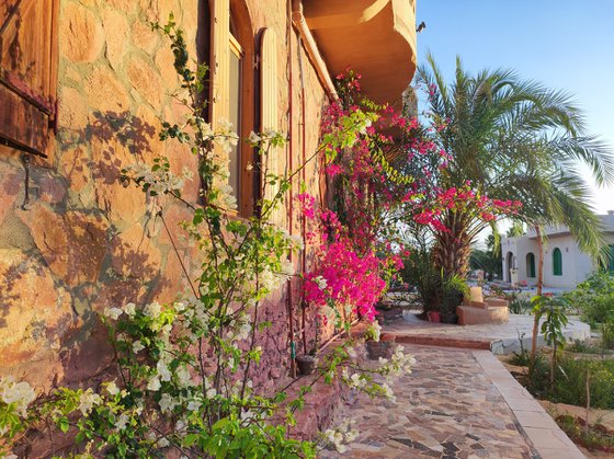 Siwa's Lilac Shadows